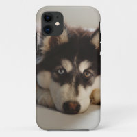 Schwarz-Weiß-sibirischer Husky