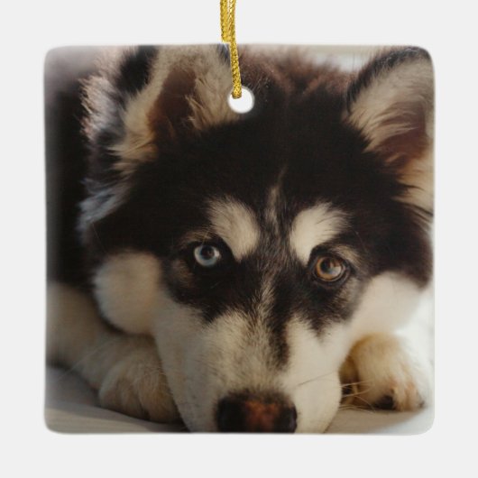 Schwarz-Weiß-sibirischer Husky Keramikornament (Vorderseite)