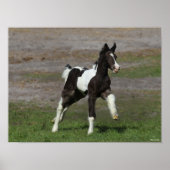 Schwarz-Weiß-Sinti und Roma Vanner Foal Running Poster (Vorne)