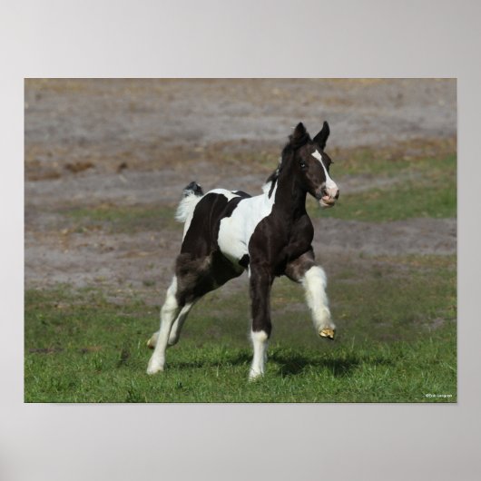 Schwarz-Weiß-Sinti und Roma Vanner Foal Running Poster (Vorne)