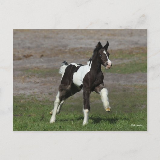 Schwarz-Weiß-Sinti und Roma Vanner Foal Running Postkarte (Vorderseite)