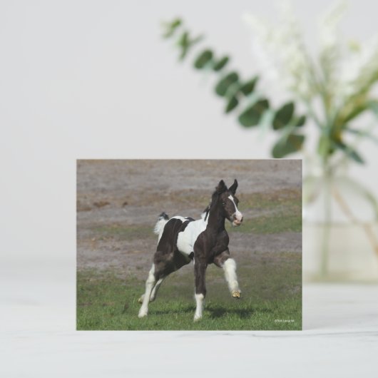Schwarz-Weiß-Sinti und Roma Vanner Foal Running Postkarte (Stehend Vorderseite)