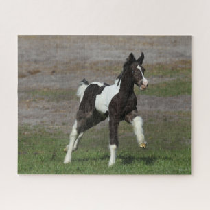Schwarz-Weiß-Sinti und Roma Vanner Foal Running Puzzle