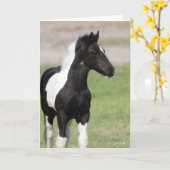 Schwarz-Weiß-Sinti und Roma Vanner Foal Stehend Karte (Gelbe Blume)