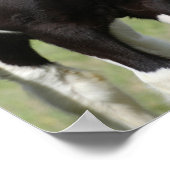 Schwarz-Weiß-Sinti und Roma Vanner Foal Stehend Poster (Ecke)