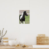 Schwarz-Weiß-Sinti und Roma Vanner Foal Stehend Poster (Küche)