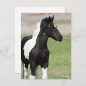 Schwarz-Weiß-Sinti und Roma Vanner Foal Stehend Postkarte (Vorne/Hinten)