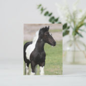 Schwarz-Weiß-Sinti und Roma Vanner Foal Stehend Postkarte (Stehend Vorderseite)