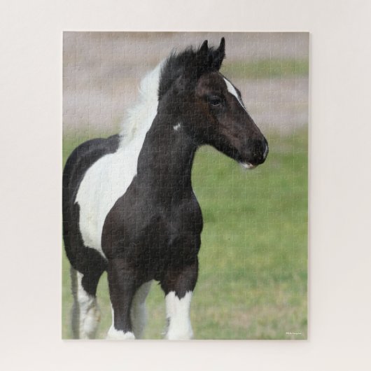 Schwarz-Weiß-Sinti und Roma Vanner Foal Stehend Puzzle (Vertikal)