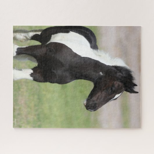 Schwarz-Weiß-Sinti und Roma Vanner Foal Stehend Puzzle (Horizontal)