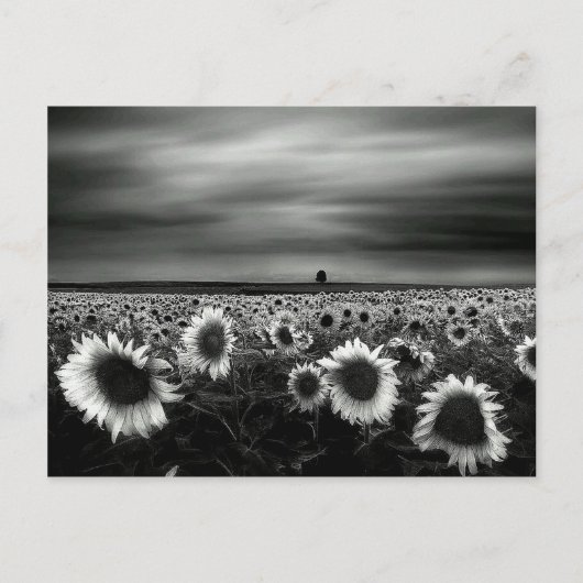 Schwarz-Weiß-Sonnenblumen Postkarte (Vorderseite)