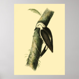 Schwarz-Weiß-Specker-Poster Poster