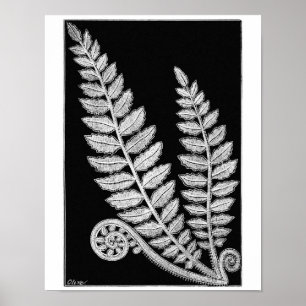 Schwarz-Weiß-Spitzen Fern Vintage Plakat Kunst, Di