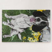Schwarz-Weiß-Springer-Spaniel gegen Daffodien Puzzle (Horizontal)