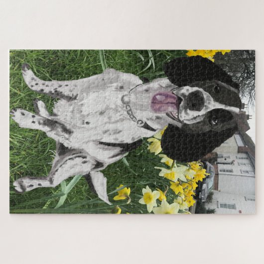 Schwarz-Weiß-Springer-Spaniel gegen Daffodien Puzzle (Horizontal)