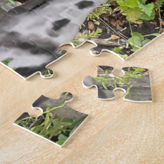 Schwarz-Weiß-Springer Spanier gegen eine Blume Puzzle (Seite)