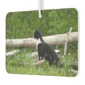 Schwarz-Weiß-Stall Kitten Autolufterfrischer (Links)