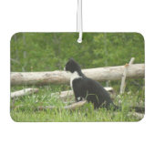 Schwarz-Weiß-Stall Kitten Autolufterfrischer (Vorderseite)