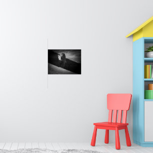 Schwarz-Weiß-Strassenkatzen-Fotografie Poster