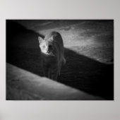 Schwarz-Weiß-Strassenkatzen-Fotografie Poster (Vorne)