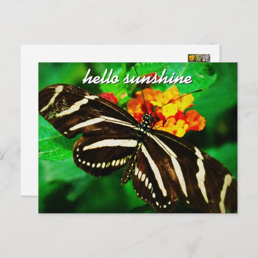 Schwarz-weiß Stripe Butterfly Hallo Sonnenschein-S Postkarte (Vorne/Hinten)