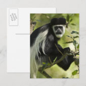 Schwarz-Weiß-Stummelaffe Postkarte (Vorne/Hinten)