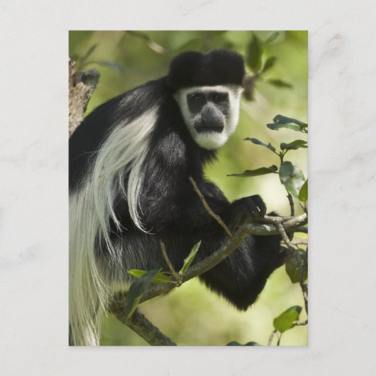 Schwarz-Weiß-Stummelaffe Postkarte (Vorderseite)
