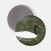 Schwarz-Weiß-Swan Magnet (Vorderseite/Rückseite)