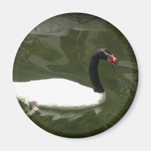 Schwarz-Weiß-Swan Magnet (Vorne)
