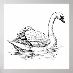 Schwarz-Weiß-Swan Poster