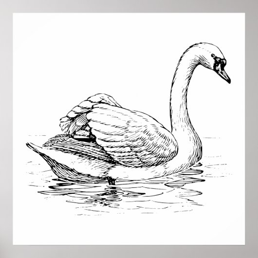 Schwarz-Weiß-Swan Poster (Vorne)