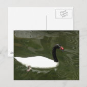 Schwarz-Weiß-Swan Postkarte (Vorne/Hinten)