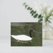 Schwarz-Weiß-Swan Postkarte (Stehend Vorderseite)