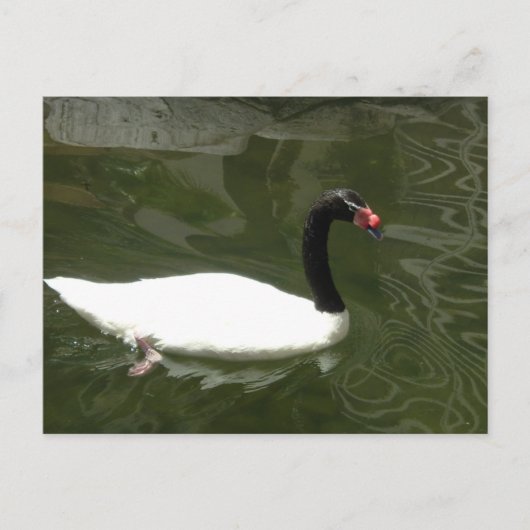 Schwarz-Weiß-Swan Postkarte (Vorderseite)