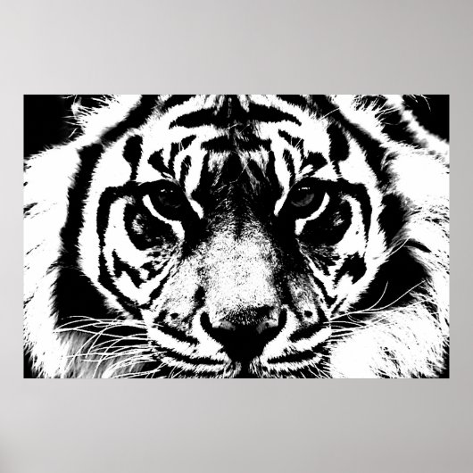 Schwarz-Weiß-Tiger-Augen Poster (Vorne)
