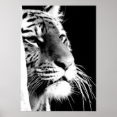 Schwarz-Weiß-Tiger-Augen Poster (Vorne)