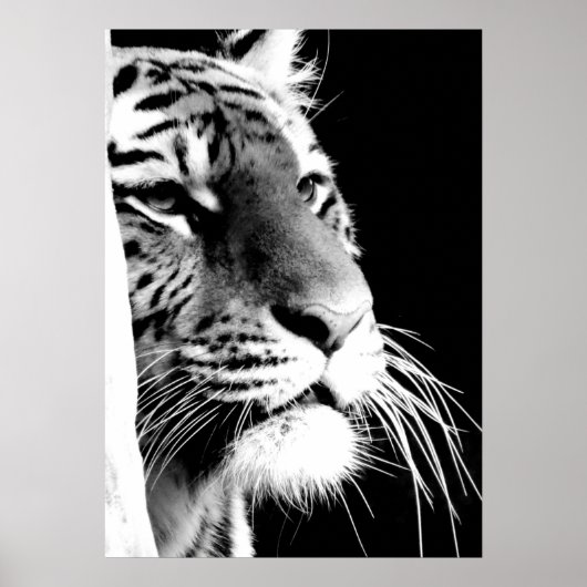 Schwarz-Weiß-Tiger-Augen Poster (Vorne)