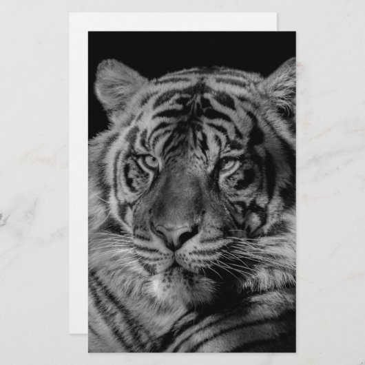 Schwarz-Weiß-Tiger Briefpapier (Vorne/Hinten)