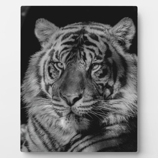 Schwarz-Weiß-Tiger Fotoplatte (Vorderseite)