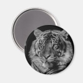 Schwarz-Weiß-Tiger Magnet (Vorderseite/Rückseite)