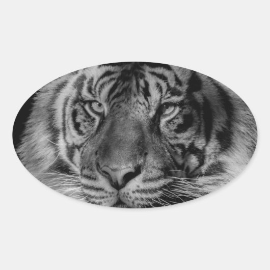 Schwarz-Weiß-Tiger Ovaler Aufkleber (Vorderseite)