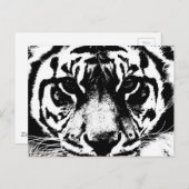 Schwarz-Weiß-Tiger Postkarte (Vorne/Hinten)