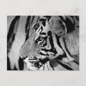 Schwarz-Weiß-Tiger Postkarte (Vorderseite)