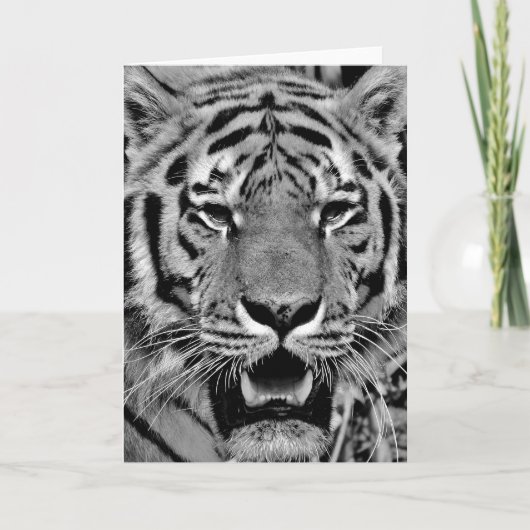 Schwarz-Weiß-Tigergesicht Karte (Vorderseite)