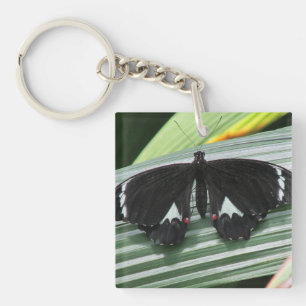 Schwarz-Weiß-Tropenschmetterling-Acryl Schlüsselanhänger