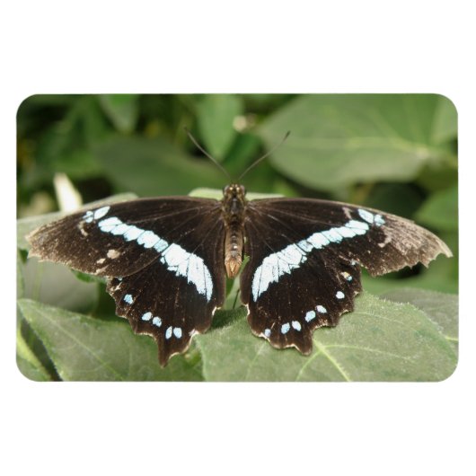 Schwarz-Weiß-Tropenschmetterling Flexi Magnet (Horizontal)