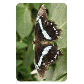 Schwarz-Weiß-Tropenschmetterling Flexi Magnet (Vertikal)