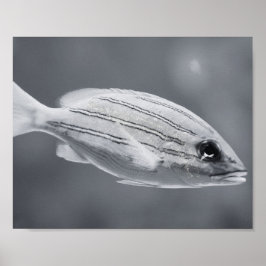 Schwarz-Weiß-tropische Fische Printmedien Kunst Poster