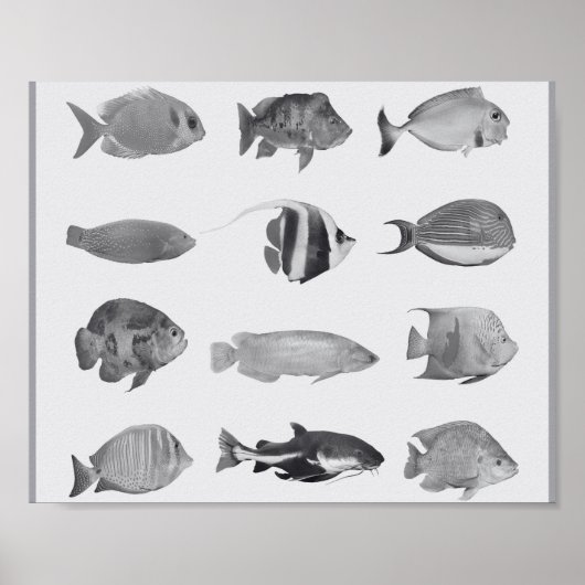 Schwarz-Weiß-tropische Fische Printmedien Kunst Poster (Vorne)