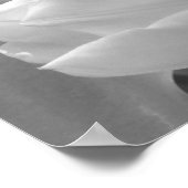 Schwarz-Weiß-Tulip Poster (Ecke)